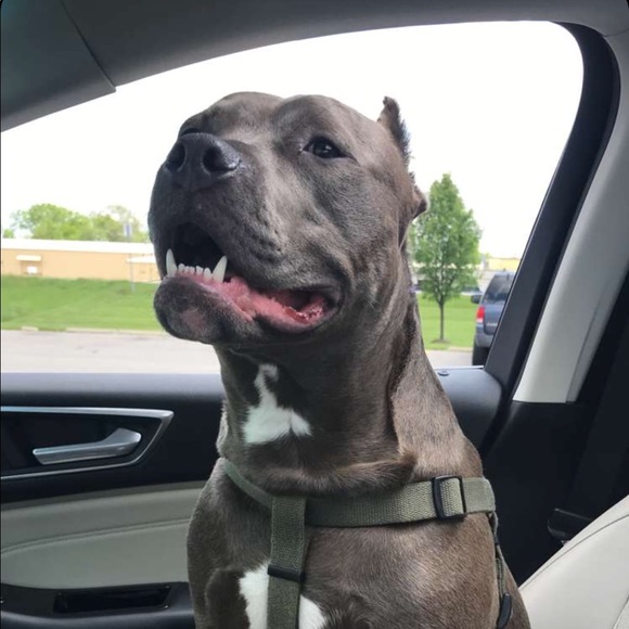 Meet your Posher, Tony - Picture 1 of 1